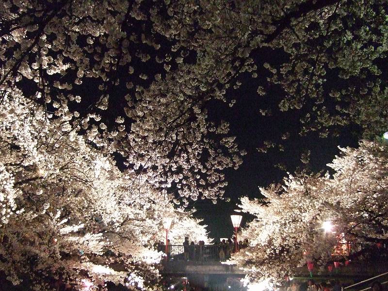 岩倉の桜